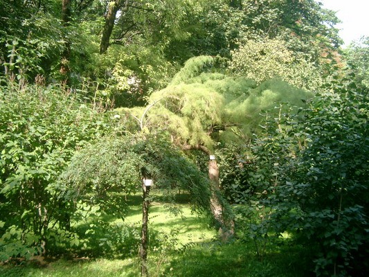 botanička bašta jevremovac